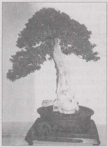 读《花木盆景》2003年第四期B版杂记
