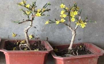 微型迎春花盆景怎么苗木选择与培育的3个方法