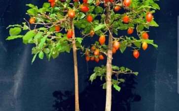 为什么老鸦柿盆景在全国都小有名气