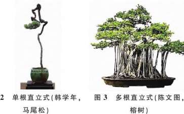 提根型盆景按根的形态有9种分类 图片
