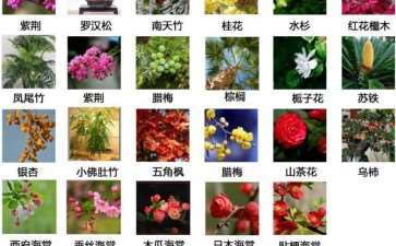 都江堰青城山镇海棠公园的3个植物配置