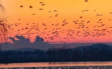 三峡水库澎溪河鸟类群落结构及多样性变化