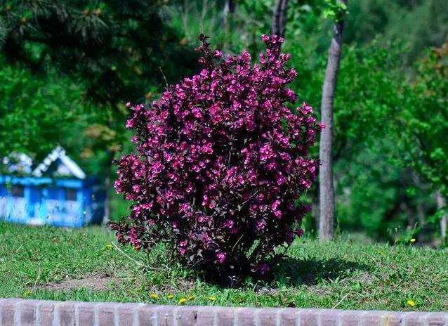 紫叶锦带花怎么制作商品苗的4个步骤