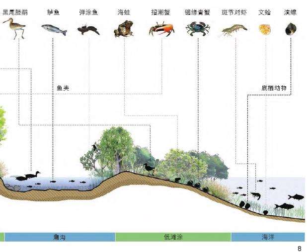 海口三江湾红树林湿地的5个多功能耦合设计