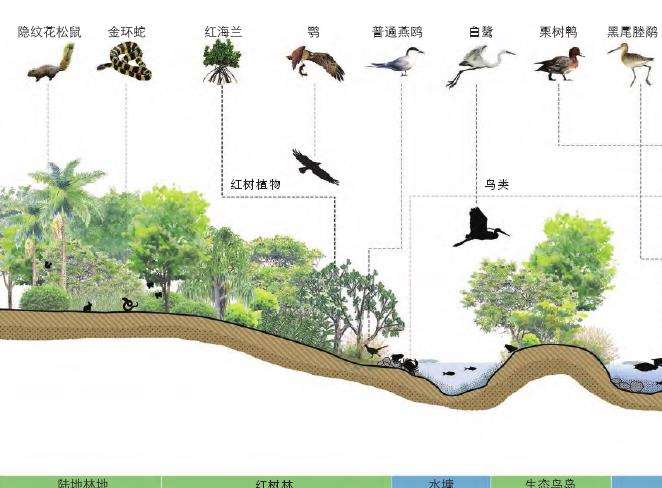 海口三江湾红树林湿地的5个多功能耦合设计