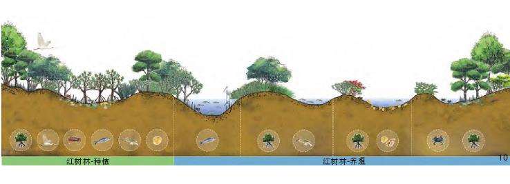 海口三江湾红树林湿地的5个多功能耦合设计