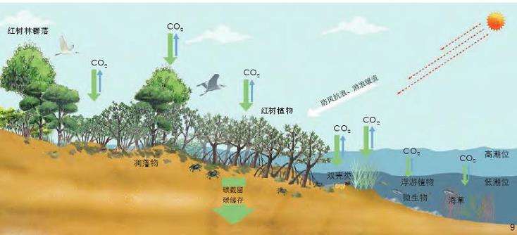 海口三江湾红树林湿地的5个多功能耦合设计