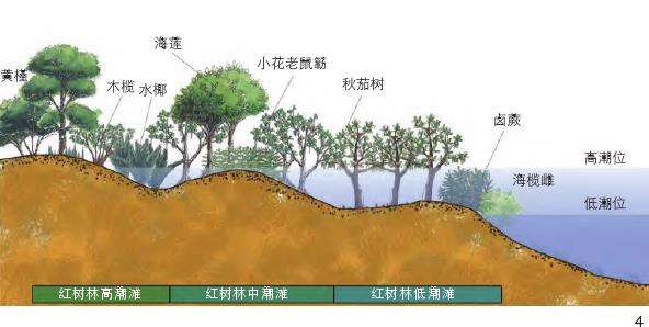 海口三江湾红树林湿地怎么修复的3个模式