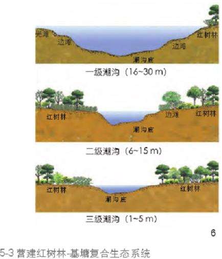 海口三江湾红树林湿地怎么修复的3个模式
