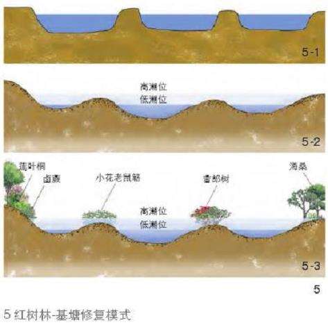 海口三江湾红树林湿地怎么修复的3个模式