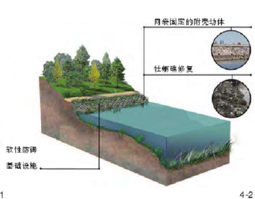 中国海岸带韧性景观的3个实践探索