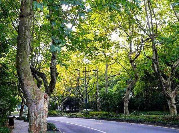 杭州行道树树种怎么选择的5个方法
