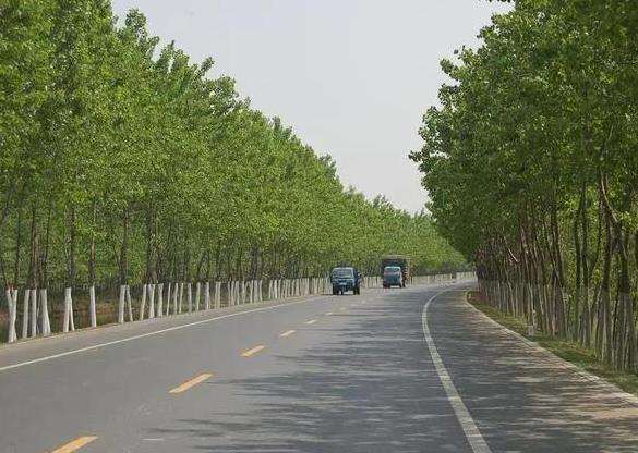 杭州道路断面设计不合理影响绿化种植