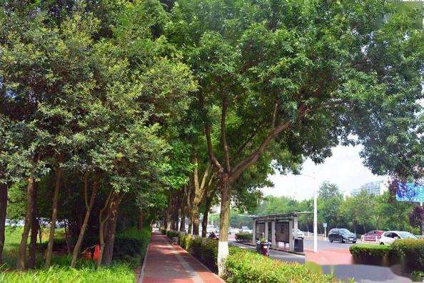 杭州城市道路绿化建设中存在的3个主要问题