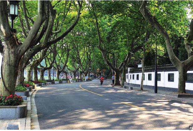 杭州市城市道路怎么绿化的2个现状