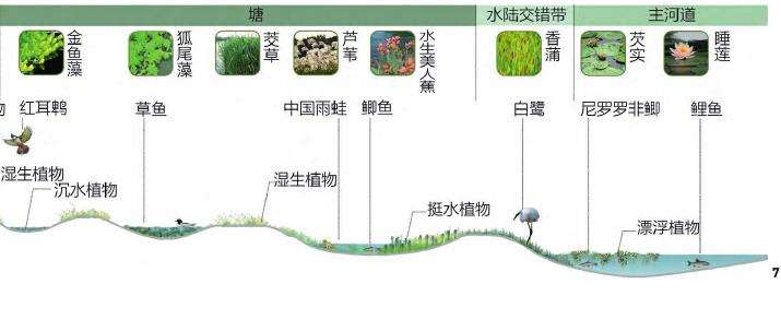 基于河流时间维度的3个生境修复策略