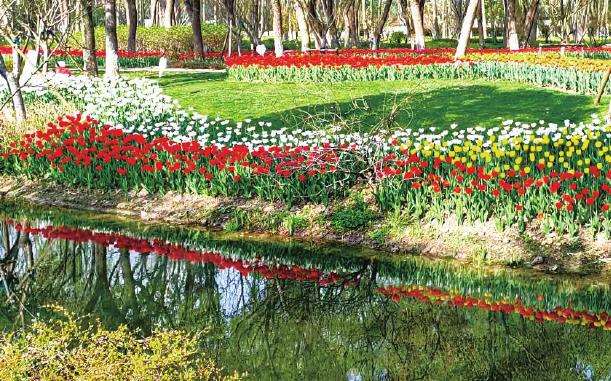 嘉兴南湖景区举办的郁金香花展的4个经验总结