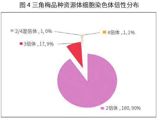 三角梅怎么育种的3个亲本选择与创制