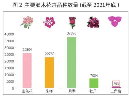 三角梅品种数量与来源现状