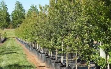 我国绿化观赏苗木产业发展的3个总体方向