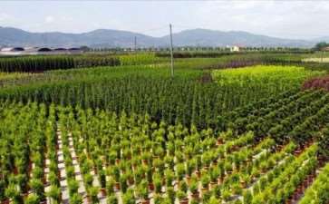 2022年 苗木产业发展现状