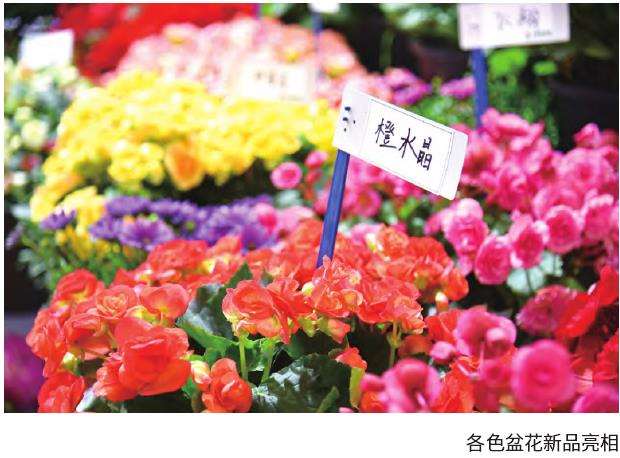 中国国际花卉园艺展览会在上海举办