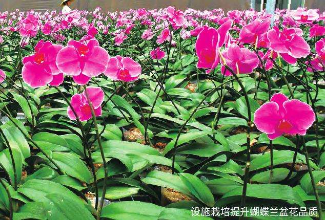 青州发展设施栽培激发花卉产业潜力