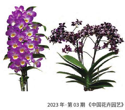 2023东京世界兰花展览会