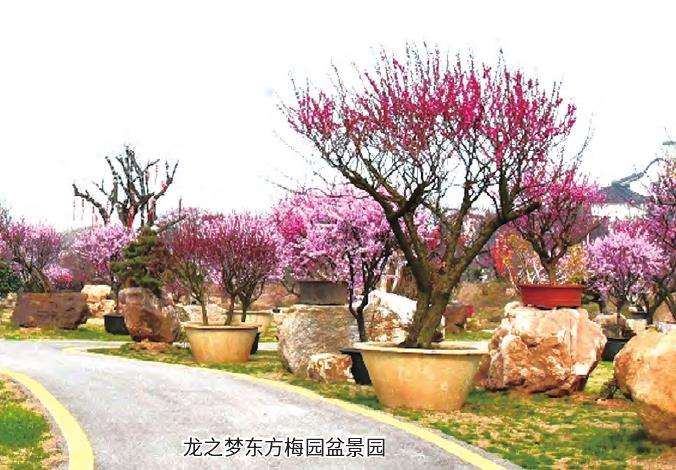 第十八届中国梅花蜡梅展览会在浙江长兴举办