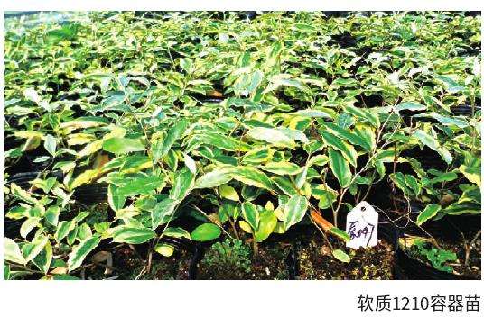 花叶胡颓子怎么整地施肥的3个步骤