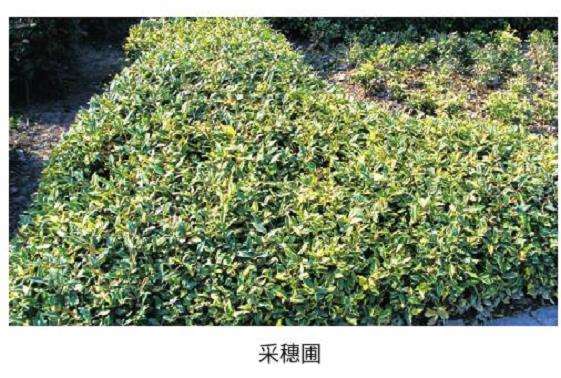 花叶胡颓子的5个商品苗规格