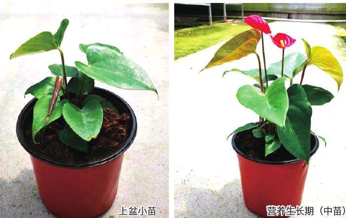 上海青萱盆栽红掌的年生产计划