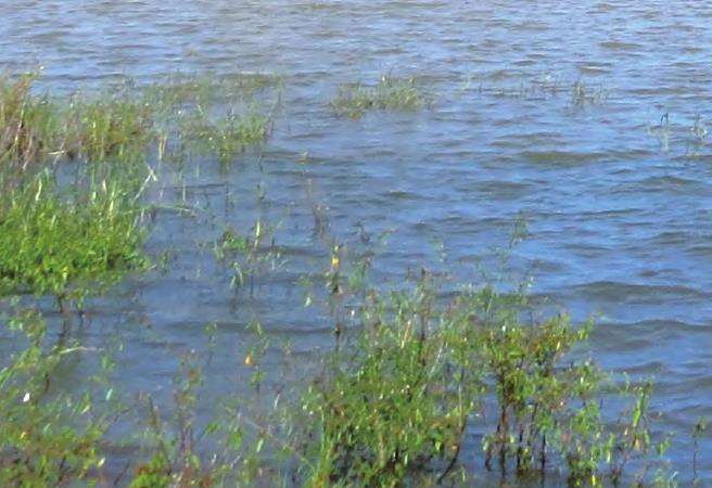 怎么湿地保护修复的5个主要成就