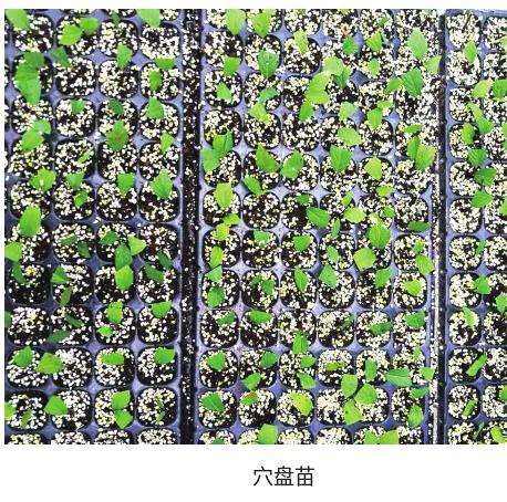 日本绣线菊怎么采穗圃