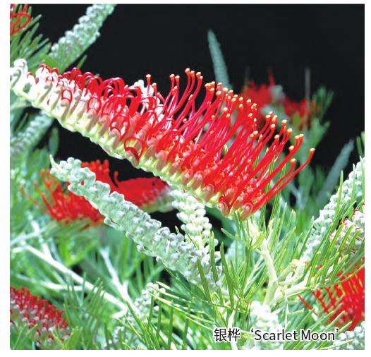澳大利亚成功培育食用蜡花和填充花