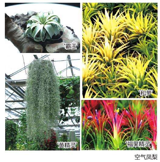立体花坛植物材料的5个新品介绍