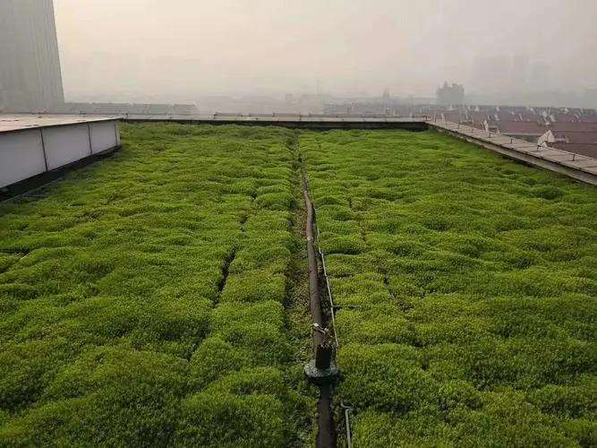 上海梅雨期佛甲草轻薄屋顶绿化的3个结论