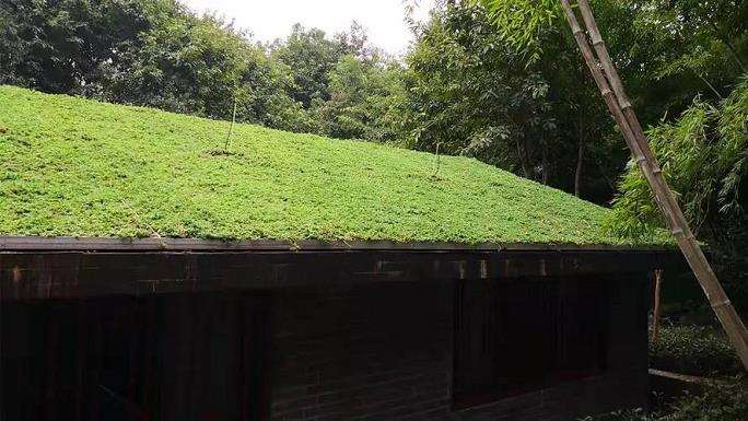上海梅雨期佛甲草轻薄屋顶绿化的滞蓄效果评估