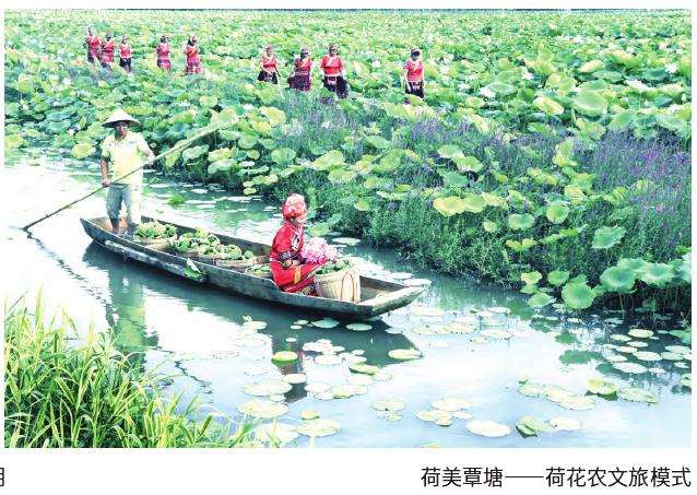 陶麟从小跟父亲做荷花育种工作