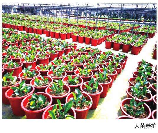 上海盆栽鹤望兰的虫害防治