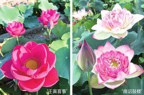 上海辰山植物园建立国家荷花种质资源库