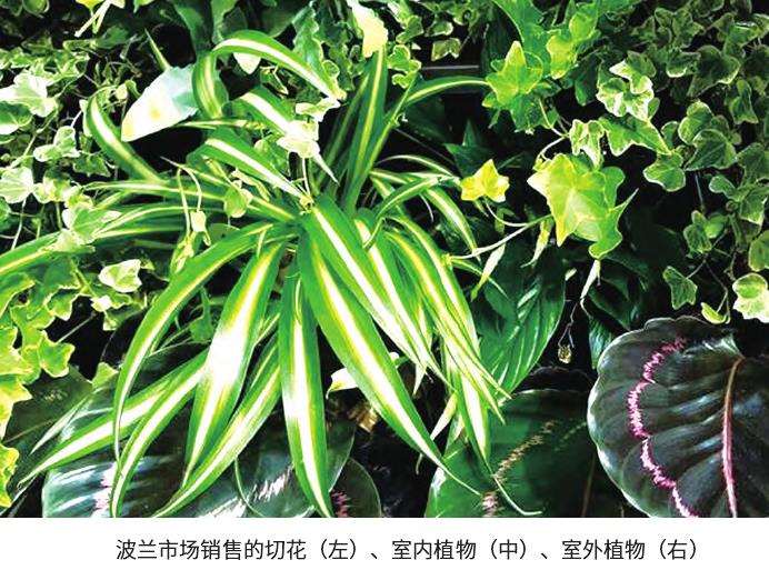 波兰切花和观赏植物市场一直在持续增长