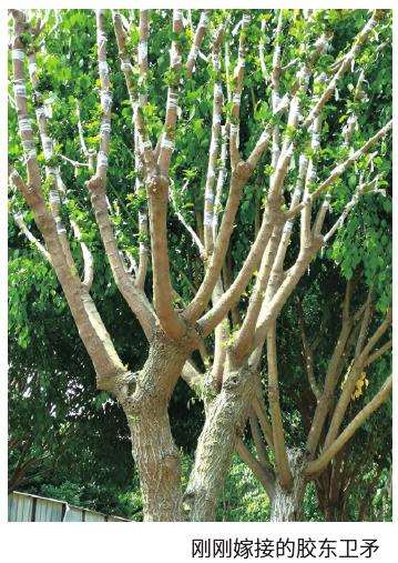 卫矛行道树的砧木培育和嫁接方法