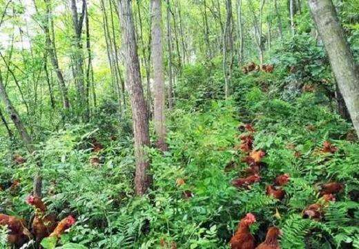 天敌保护型林地营建的3个策略