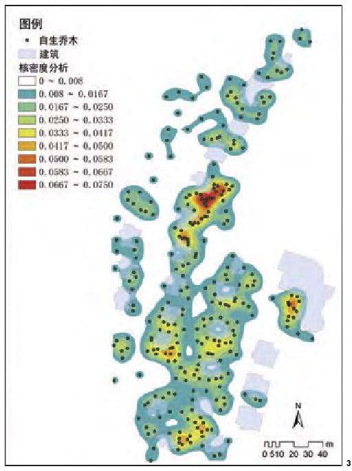 乔木恢复的组成特征