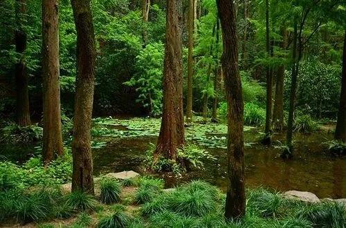 杭州森林植被的固碳能力分析