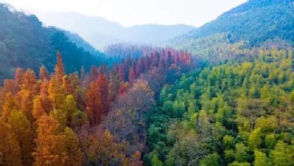 杭州三江森林植被固碳抵消能源排放能力评估
