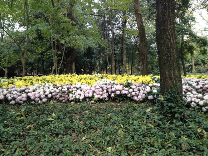 重要节点 杭州中山公园植物的3个变迁情况