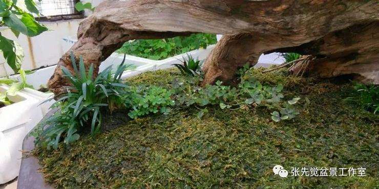 盆景桩坯怎么制作丛林造型