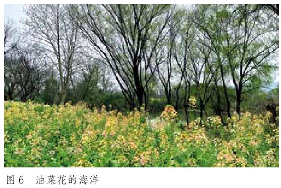 草本花卉在园林景观中的5个场景运用形式